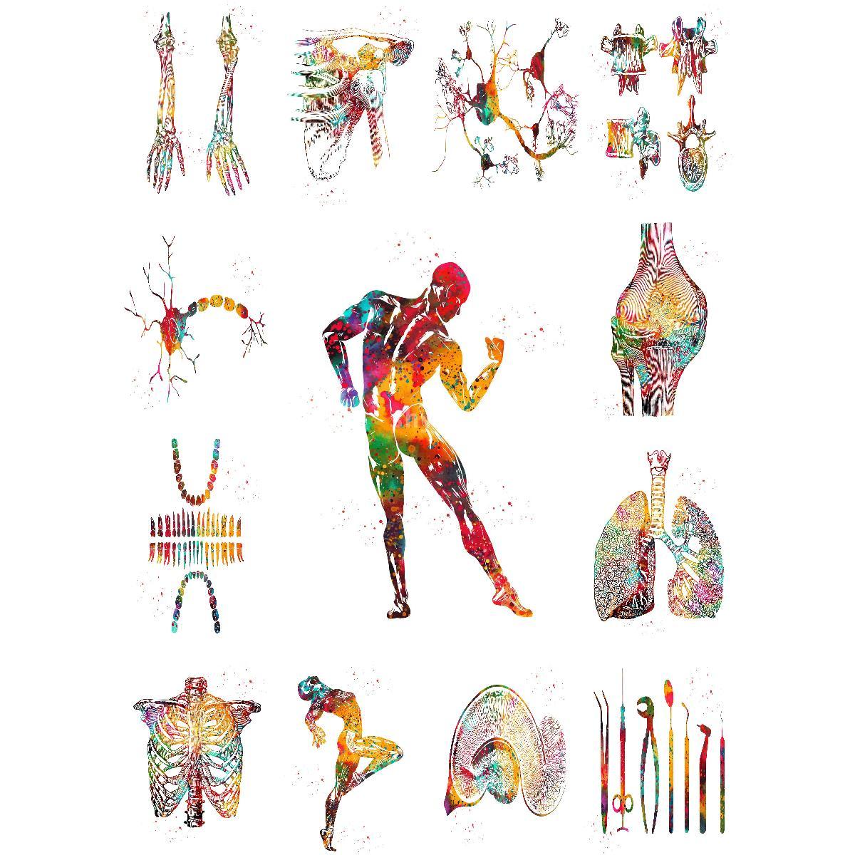 Anatomik kas yapısı Poster eği - Interior Design Education incelemesi ve fiyatı